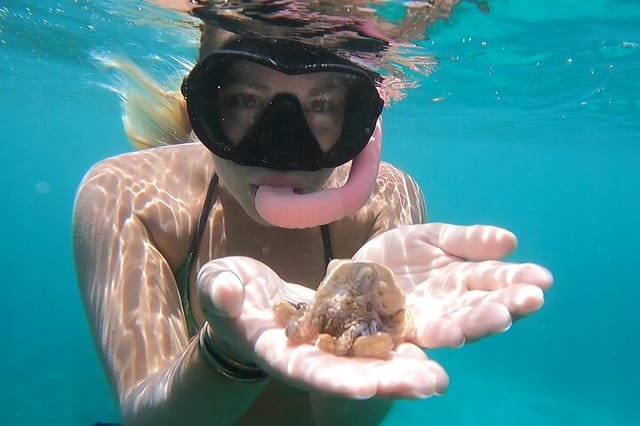 See the sea through the eyes of a marine biologist!
Let's "Tako" bout the reef and all of its wonders. 
(Tako is Japanese for Octopus)